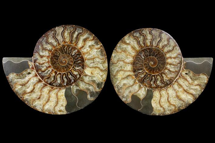 Agatized Ammonite Fossil - Madagascar #121476